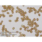 Bresser Researcher Trino 40–1000x mikroszkóp 62567