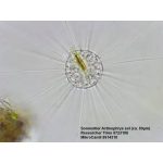 Bresser Researcher Trino 40–1000x mikroszkóp 62567