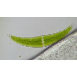 Bresser Researcher Trino 40–1000x mikroszkóp 62567