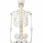 Anatómiai csontváz modell állvánnyal HOP1001167