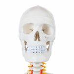 Anatómiai csontváz modell állvánnyal HOP1001167