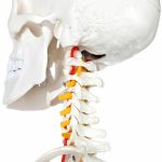 Anatómiai csontváz modell állvánnyal HOP1001167