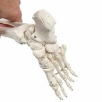 Anatómiai csontváz modell állvánnyal HOP1001167