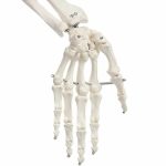 Anatómiai csontváz modell állvánnyal HOP1001167